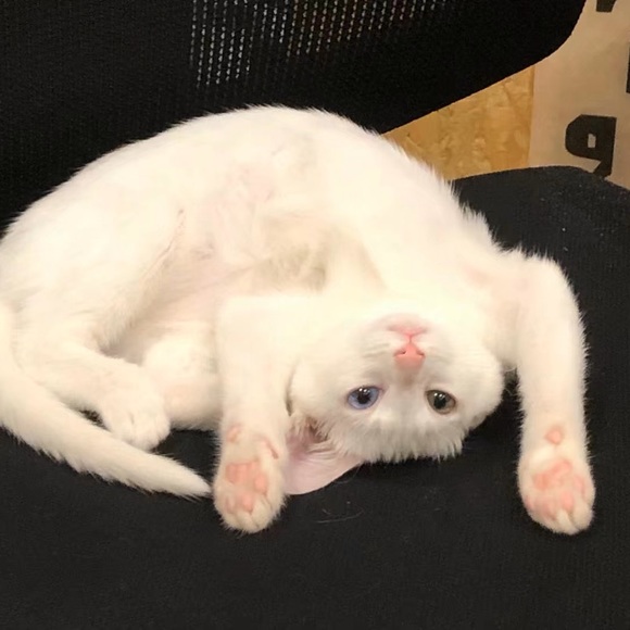phoebbejia